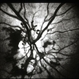 Optic disc